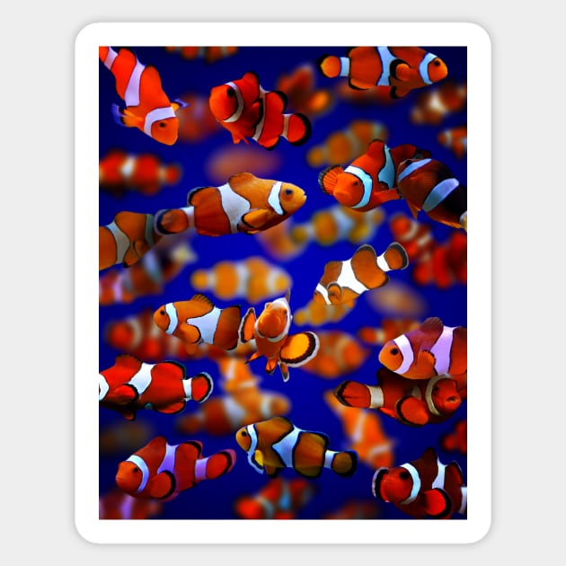 Clown Fish Sticker by MaxencePierrard